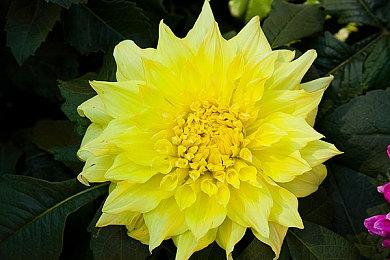 《小小梦魇：加强版》通过ESRB评级 登陆PC＆PS5＆XSX